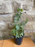 4" Variegated Ivy Plant (Hedera helix)