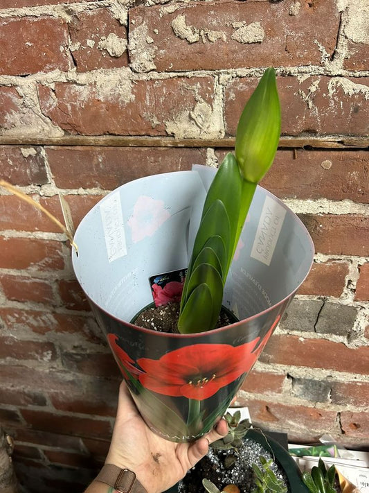 Amaryllis 6 inch