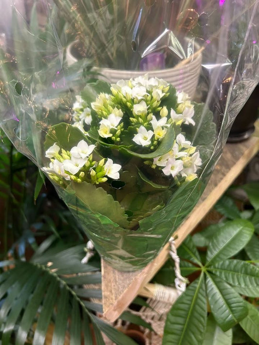 kalanchoe Blossfeldiana 5 inch