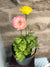 Potted Ranunculus – Assorted Colours 6”