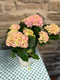 Potted Hydrangea 6”