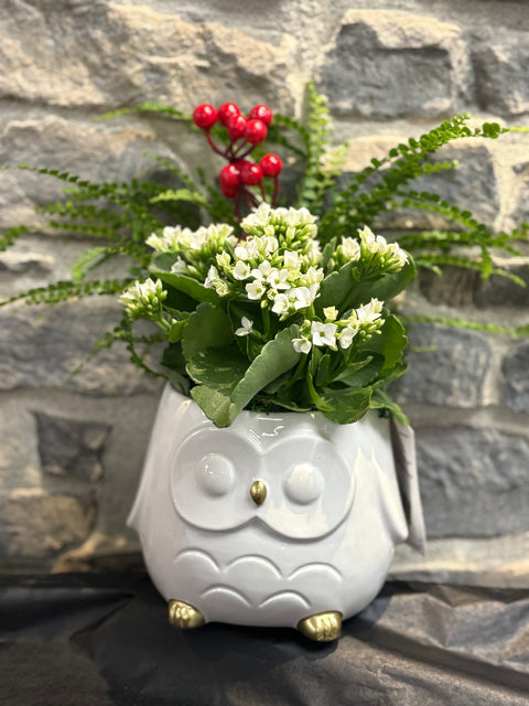 ✨ Holiday Owl Planter ✨