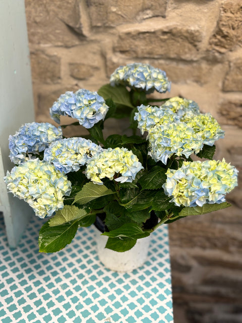 Potted Hydrangea 6”