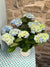 Potted Hydrangea 6”