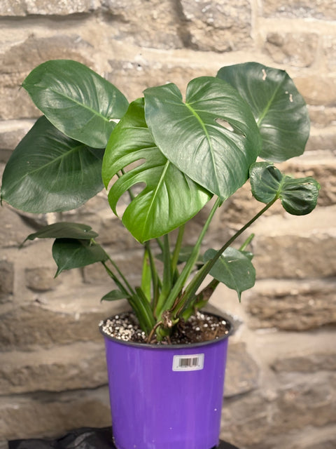 Monstera Deliciosa 8”