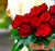 The Romantic Touch