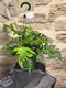 Kangaroo Paw Fern – Hanging Basket 6”
