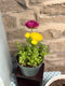 Potted Ranunculus – Assorted Colours 6”