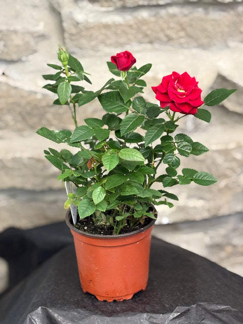 Miniature potted rose bush
