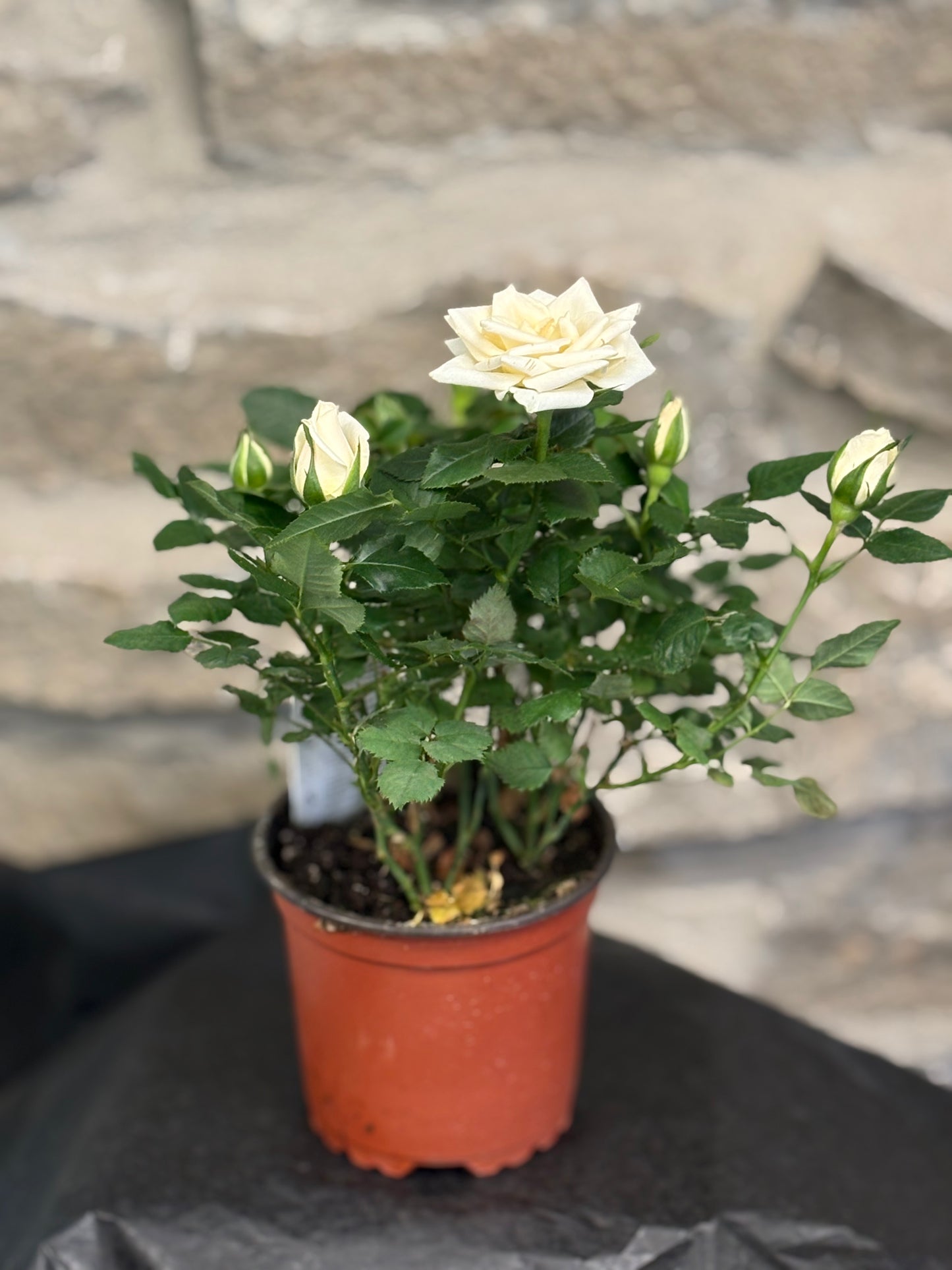 Miniature potted rose bush