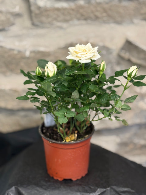 Miniature potted rose bush