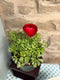 Potted Ranunculus – Assorted Colours 6”