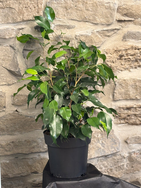 Ficus-Benjamina 6”