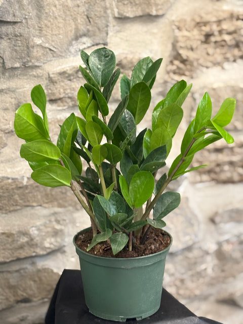 Zz Plant Black 6”