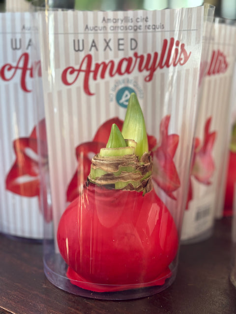 Waxes Amaryllis