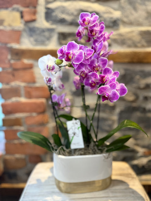Double Waterfall Orchid