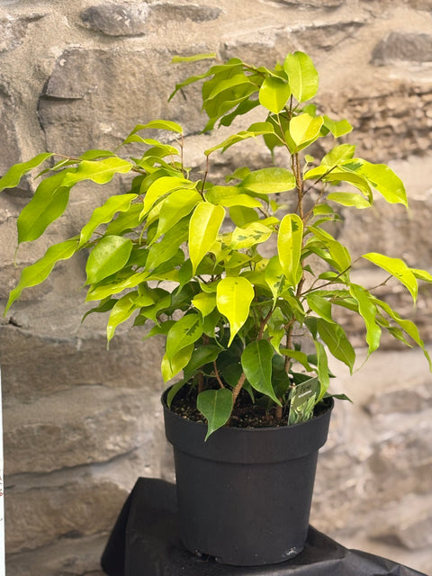 Ficus-Benjamina 6”