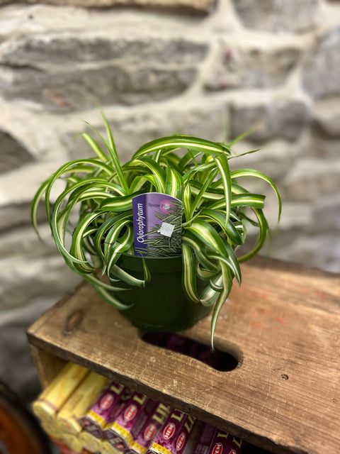 Curling spider plant