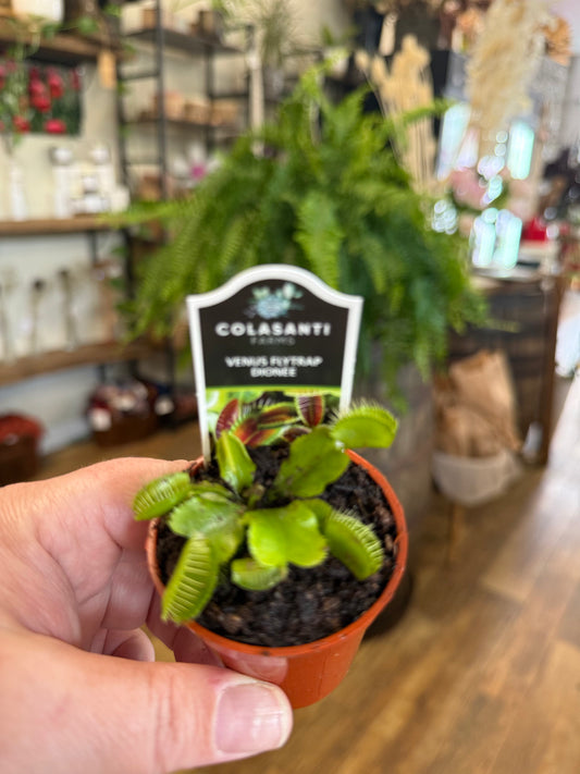 Venus Fly Traps