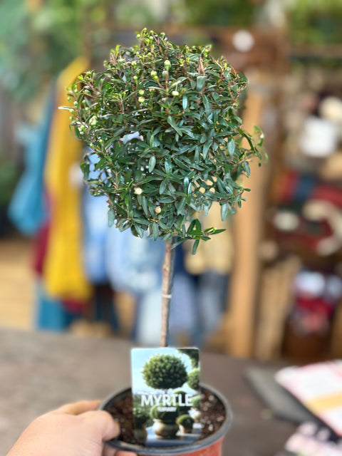 Myrtle Topiary 4.5”