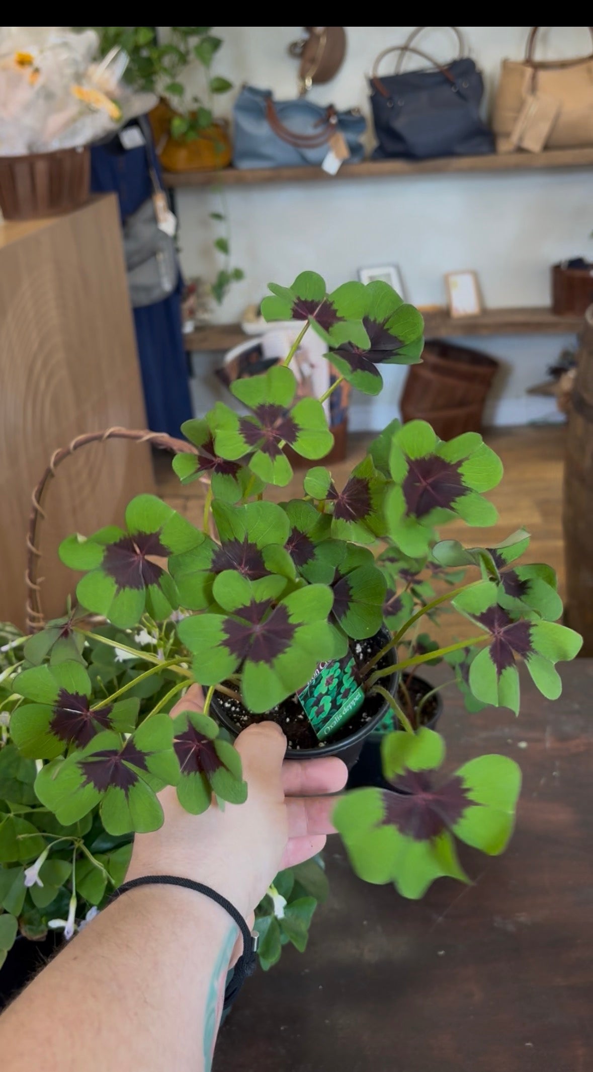 Oxalis Shamrock 4 inch