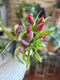 Petals of Spring – Tulip Subscription