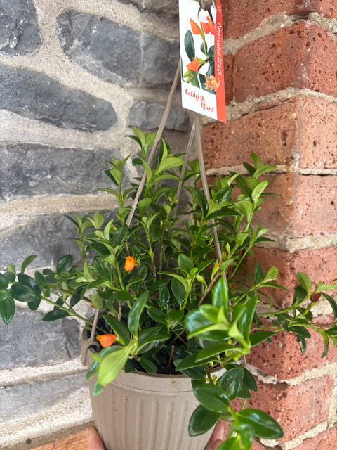 Goldfish Plant