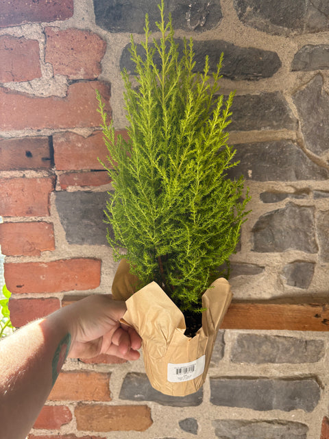 Lemon Cypress Tree 6”
