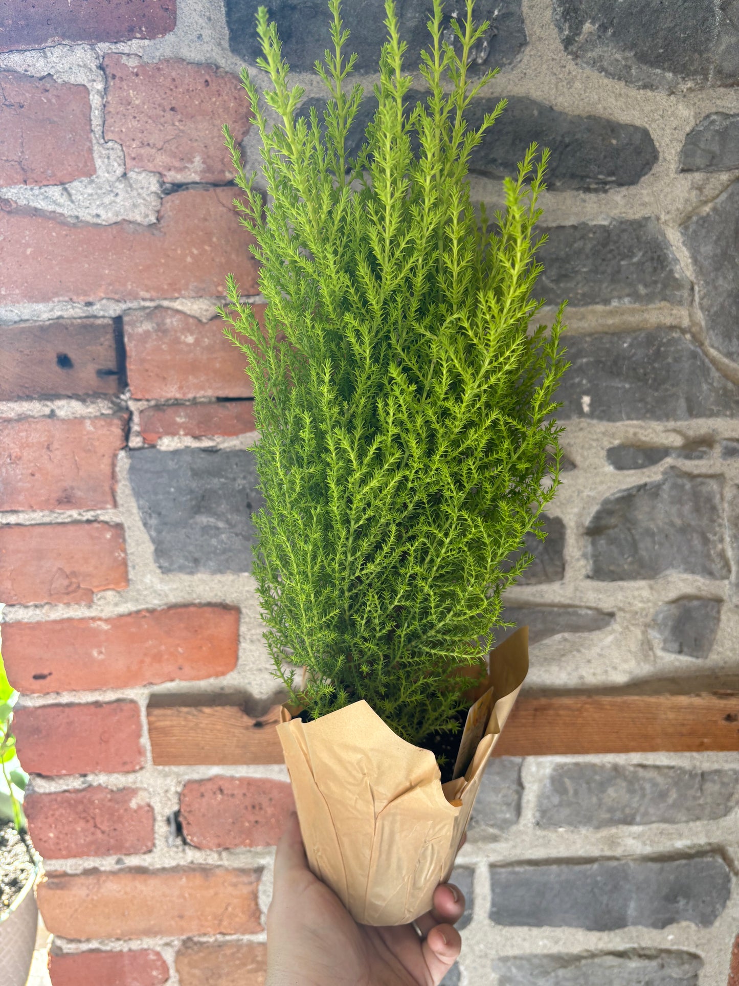 Lemon Cypress Tree 6”