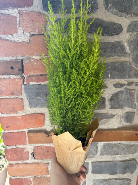 Lemon Cypress Tree 6”