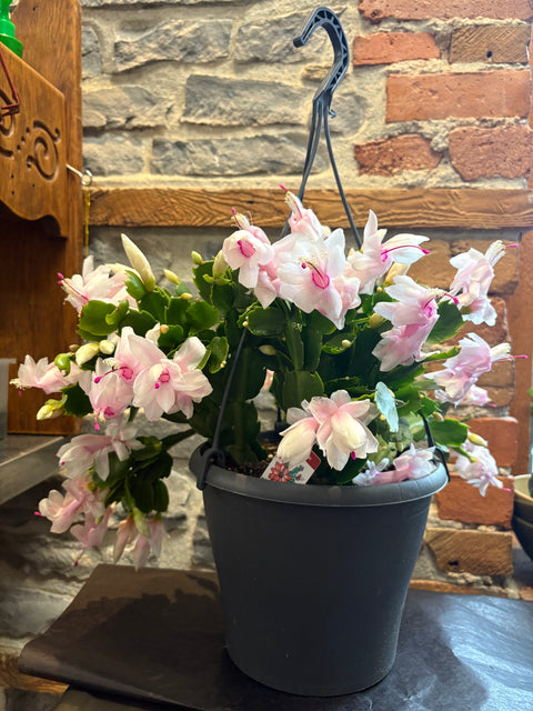 Christmas cactus hanging basket 8”