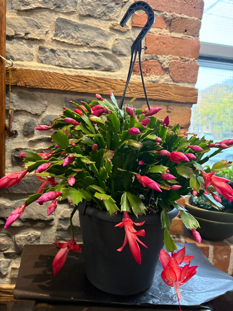 Christmas cactus hanging basket 8”