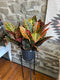 Croton