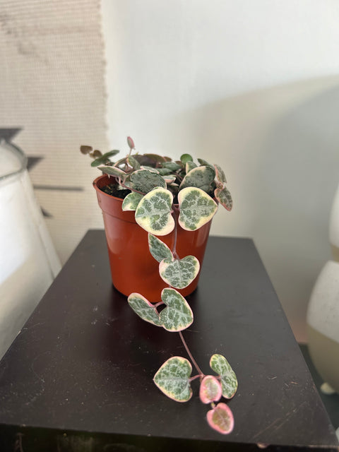 String of hearts