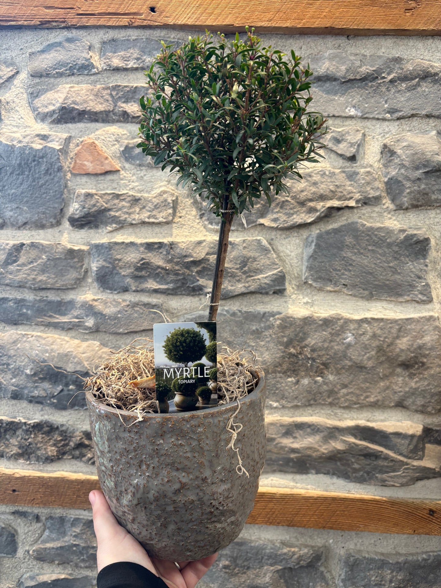 Myrtle Topiary