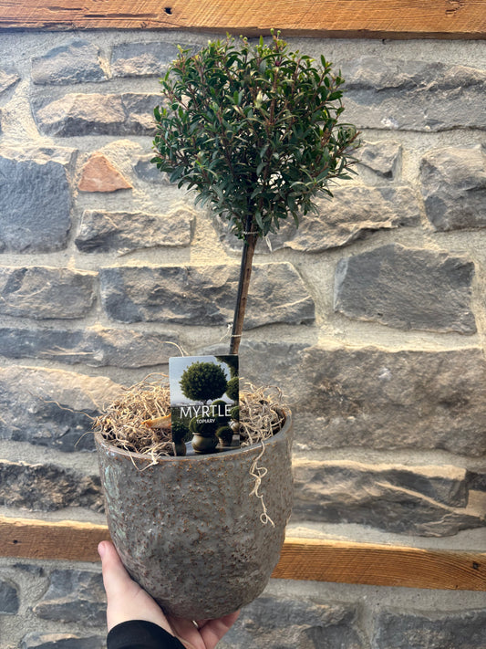 Myrtle Topiary
