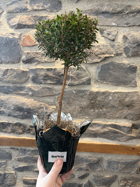 Myrtle Topiary 4.5”