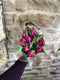 Parrot Tulips