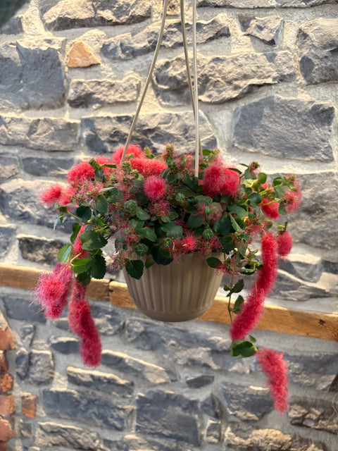 Pink Cat Tail Hanging Plant