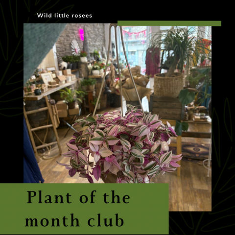 Plant of the Month club subscription