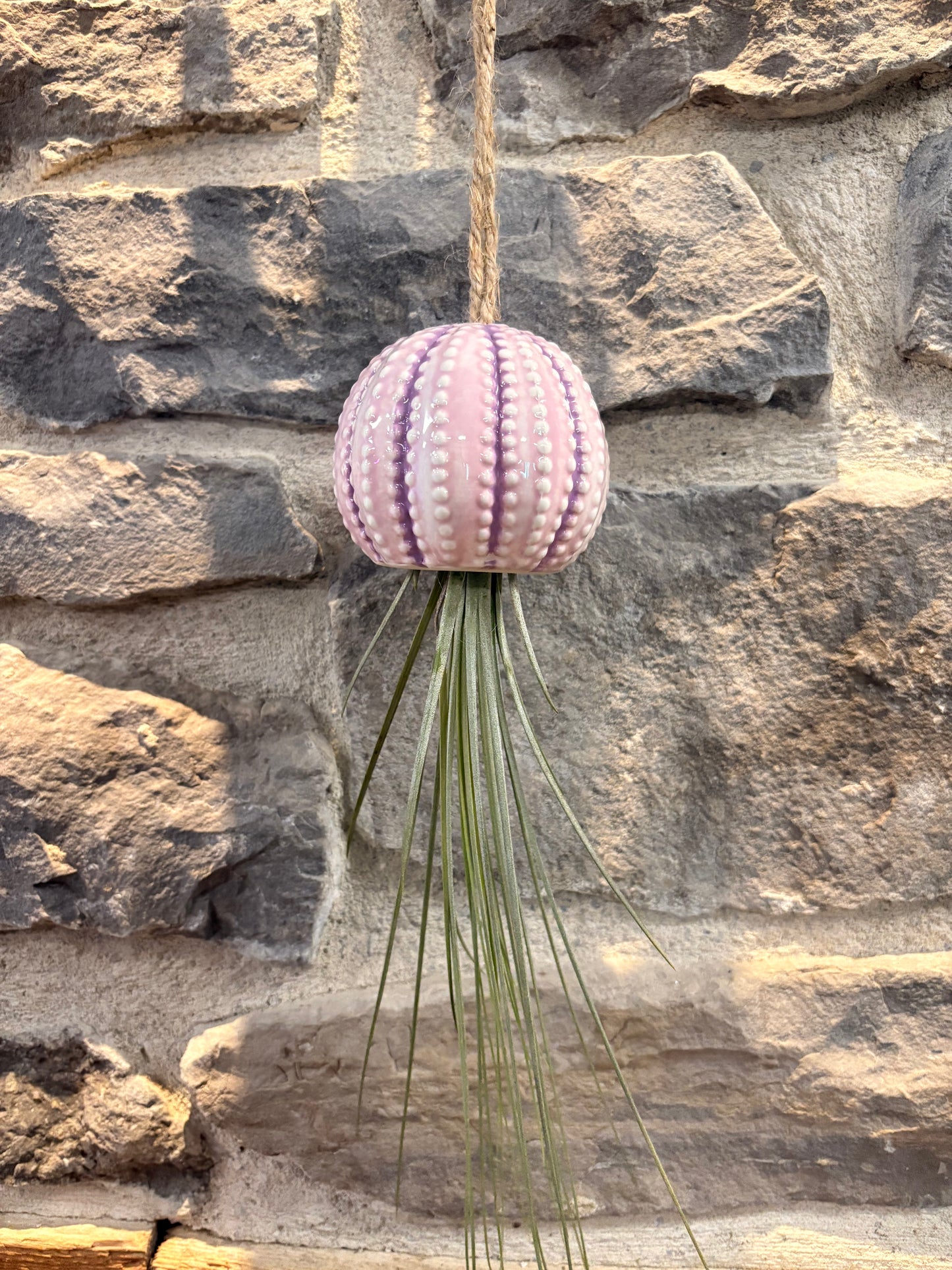 Hanging Jellyfish Air plant