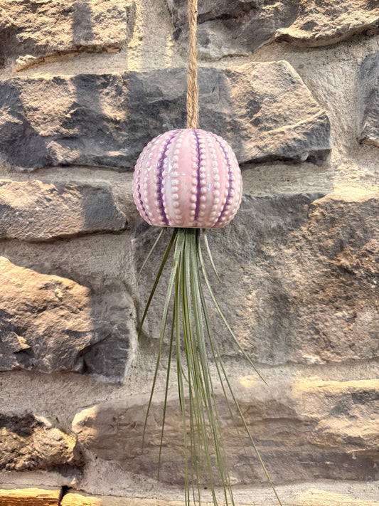 Hanging Jellyfish Air plant