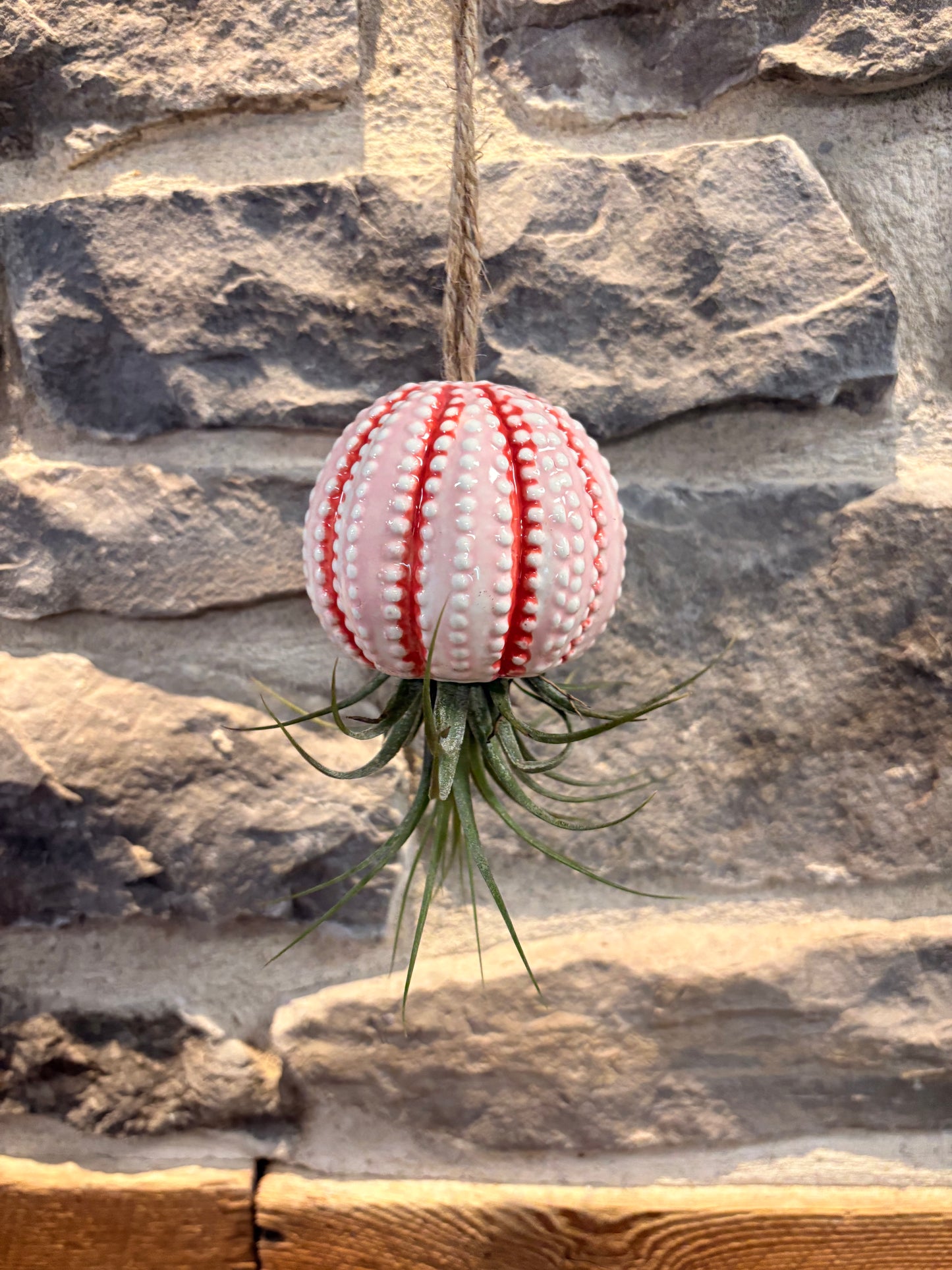 Hanging Jellyfish Air plant
