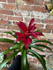 Bromeliad