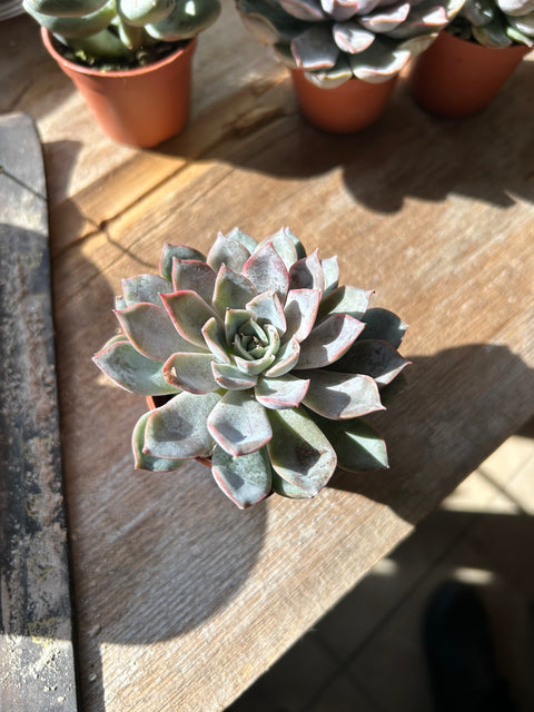 2.5” succulents