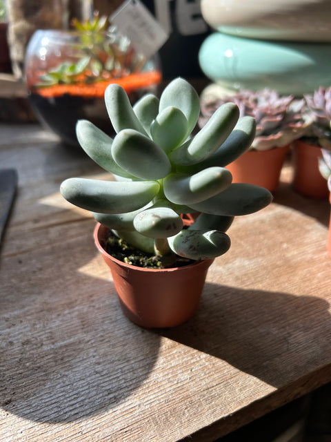 2.5” succulents