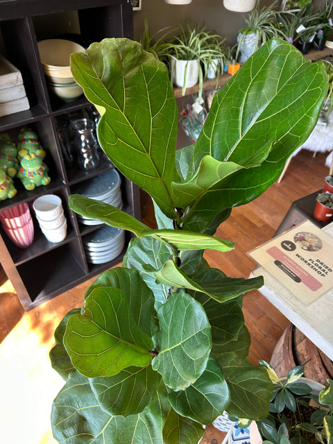 Ficus Lyrata “Fiddle leaf fig”