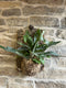 Tropical wall hanging planter