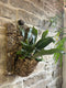 Tropical wall hanging planter