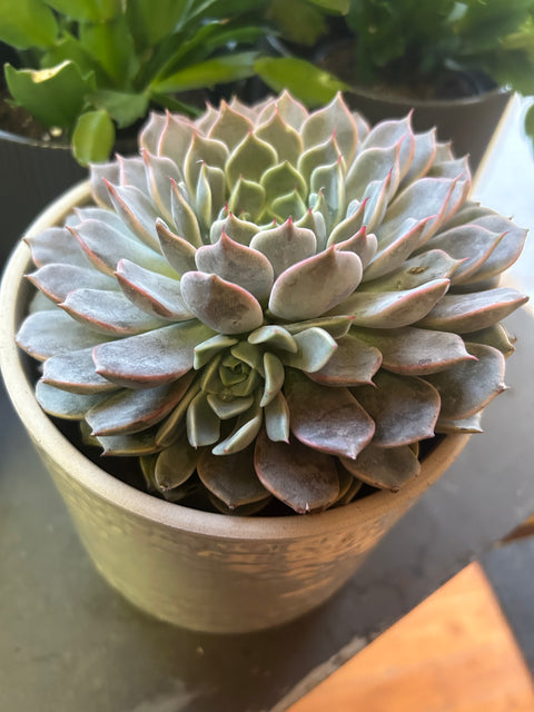 5” succulent